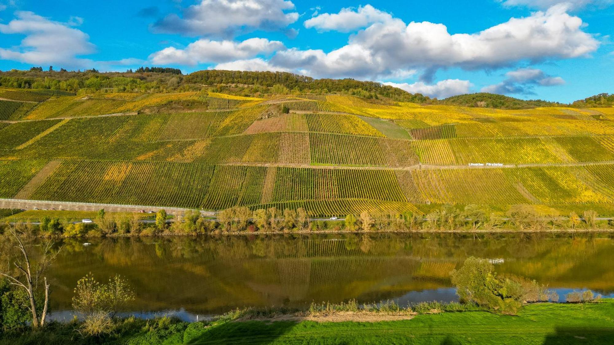 Moselappartements By Weingut Marco Adamy Losnich Екстер'єр фото